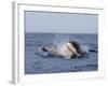 Great White Shark, Breaching, Seal Island, False Bay, Cape Town-Ann & Steve Toon-Framed Photographic Print