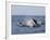 Great White Shark, Breaching, Seal Island, False Bay, Cape Town-Ann & Steve Toon-Framed Photographic Print