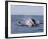 Great White Shark, Breaching, Seal Island, False Bay, Cape Town-Ann & Steve Toon-Framed Photographic Print