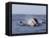 Great White Shark, Breaching, Seal Island, False Bay, Cape Town-Ann & Steve Toon-Framed Stretched Canvas