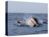 Great White Shark, Breaching, Seal Island, False Bay, Cape Town-Ann & Steve Toon-Stretched Canvas