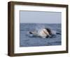 Great White Shark, Breaching, Seal Island, False Bay, Cape Town-Ann & Steve Toon-Framed Photographic Print