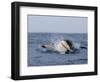 Great White Shark, Breaching, Seal Island, False Bay, Cape Town-Ann & Steve Toon-Framed Photographic Print