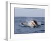 Great White Shark, Breaching, Seal Island, False Bay, Cape Town-Ann & Steve Toon-Framed Photographic Print