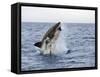 Great White Shark, Breaching to Decoy, Seal Island, False Bay, Cape Town-Ann & Steve Toon-Framed Stretched Canvas