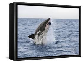 Great White Shark, Breaching to Decoy, Seal Island, False Bay, Cape Town-Ann & Steve Toon-Framed Stretched Canvas