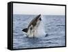 Great White Shark, Breaching to Decoy, Seal Island, False Bay, Cape Town-Ann & Steve Toon-Framed Stretched Canvas