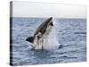 Great White Shark, Breaching to Decoy, Seal Island, False Bay, Cape Town-Ann & Steve Toon-Stretched Canvas