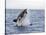 Great White Shark, Breaching to Decoy, Seal Island, False Bay, Cape Town-Ann & Steve Toon-Stretched Canvas