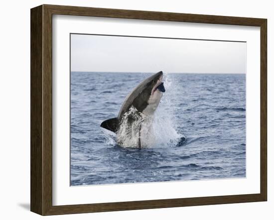 Great White Shark, Breaching to Decoy, Seal Island, False Bay, Cape Town-Ann & Steve Toon-Framed Photographic Print