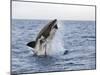 Great White Shark, Breaching to Decoy, Seal Island, False Bay, Cape Town-Ann & Steve Toon-Mounted Photographic Print