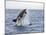 Great White Shark, Breaching to Decoy, Seal Island, False Bay, Cape Town-Ann & Steve Toon-Mounted Photographic Print