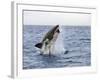Great White Shark, Breaching to Decoy, Seal Island, False Bay, Cape Town-Ann & Steve Toon-Framed Photographic Print