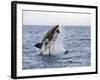 Great White Shark, Breaching to Decoy, Seal Island, False Bay, Cape Town-Ann & Steve Toon-Framed Photographic Print