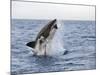 Great White Shark, Breaching to Decoy, Seal Island, False Bay, Cape Town-Ann & Steve Toon-Mounted Photographic Print