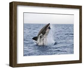 Great White Shark, Breaching to Decoy, Seal Island, False Bay, Cape Town-Ann & Steve Toon-Framed Photographic Print