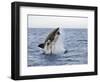 Great White Shark, Breaching to Decoy, Seal Island, False Bay, Cape Town-Ann & Steve Toon-Framed Photographic Print