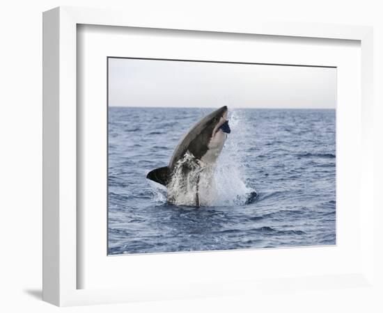 Great White Shark, Breaching to Decoy, Seal Island, False Bay, Cape Town-Ann & Steve Toon-Framed Photographic Print