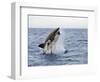 Great White Shark, Breaching to Decoy, Seal Island, False Bay, Cape Town-Ann & Steve Toon-Framed Photographic Print