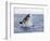 Great White Shark, Breaching to Decoy, Seal Island, False Bay, Cape Town-Ann & Steve Toon-Framed Photographic Print