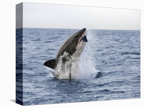 Great White Shark, Breaching to Decoy, Seal Island, False Bay, Cape Town-Ann & Steve Toon-Stretched Canvas