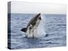Great White Shark, Breaching to Decoy, Seal Island, False Bay, Cape Town-Ann & Steve Toon-Stretched Canvas