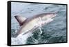 Great White Shark (Carcharodon Carcharias) at the Surface at Kleinbaai in the Western Cape-Louise Murray-Framed Stretched Canvas