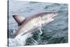 Great White Shark (Carcharodon Carcharias) at the Surface at Kleinbaai in the Western Cape-Louise Murray-Stretched Canvas