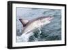 Great White Shark (Carcharodon Carcharias) at the Surface at Kleinbaai in the Western Cape-Louise Murray-Framed Photographic Print