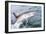 Great White Shark (Carcharodon Carcharias) at the Surface at Kleinbaai in the Western Cape-Louise Murray-Framed Photographic Print