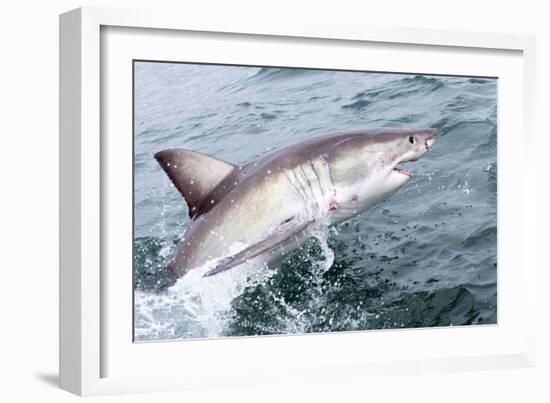 Great White Shark (Carcharodon Carcharias) at the Surface at Kleinbaai in the Western Cape-Louise Murray-Framed Photographic Print