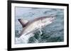 Great White Shark (Carcharodon Carcharias) at the Surface at Kleinbaai in the Western Cape-Louise Murray-Framed Photographic Print