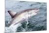 Great White Shark (Carcharodon Carcharias) at the Surface at Kleinbaai in the Western Cape-Louise Murray-Mounted Photographic Print