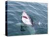 Great White Shark (Carcharodon Carcharias) at the Surface at Kleinbaai in the Western Cape-Louise Murray-Stretched Canvas