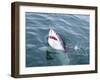 Great White Shark (Carcharodon Carcharias) at the Surface at Kleinbaai in the Western Cape-Louise Murray-Framed Photographic Print