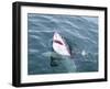 Great White Shark (Carcharodon Carcharias) at the Surface at Kleinbaai in the Western Cape-Louise Murray-Framed Photographic Print