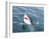 Great White Shark (Carcharodon Carcharias) at the Surface at Kleinbaai in the Western Cape-Louise Murray-Framed Photographic Print