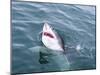 Great White Shark (Carcharodon Carcharias) at the Surface at Kleinbaai in the Western Cape-Louise Murray-Mounted Photographic Print