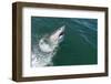 Great White Shark (Carcharodon Carcharias) at the Surface at Kleinbaai in the Western Cape-Louise Murray-Framed Photographic Print