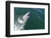 Great White Shark (Carcharodon Carcharias) at the Surface at Kleinbaai in the Western Cape-Louise Murray-Framed Photographic Print