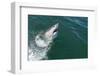 Great White Shark (Carcharodon Carcharias) at the Surface at Kleinbaai in the Western Cape-Louise Murray-Framed Photographic Print