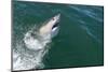 Great White Shark (Carcharodon Carcharias) at the Surface at Kleinbaai in the Western Cape-Louise Murray-Mounted Photographic Print