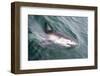 Great White Shark (Carcharodon Carcharias) at the Surface at Kleinbaai in the Western Cape-Louise Murray-Framed Photographic Print