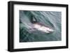 Great White Shark (Carcharodon Carcharias) at the Surface at Kleinbaai in the Western Cape-Louise Murray-Framed Photographic Print