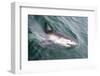 Great White Shark (Carcharodon Carcharias) at the Surface at Kleinbaai in the Western Cape-Louise Murray-Framed Photographic Print