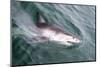 Great White Shark (Carcharodon Carcharias) at the Surface at Kleinbaai in the Western Cape-Louise Murray-Mounted Photographic Print