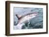 Great White Shark (Carcharodon Carcharias) at the Surface at Kleinbaai in the Western Cape-Louise Murray-Framed Photographic Print