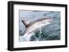 Great White Shark (Carcharodon Carcharias) at the Surface at Kleinbaai in the Western Cape-Louise Murray-Framed Photographic Print