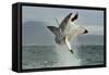 Great White Shark (Carcharodon Carcharias) Breaching in an Attack. Hunting of a Great White Shark (-Sergey Uryadnikov-Framed Stretched Canvas