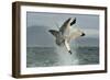 Great White Shark (Carcharodon Carcharias) Breaching in an Attack. Hunting of a Great White Shark (-Sergey Uryadnikov-Framed Photographic Print